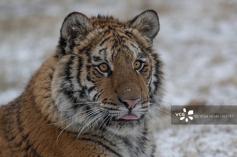 苏门答腊虎特写肖像，捷克共和国图片素材