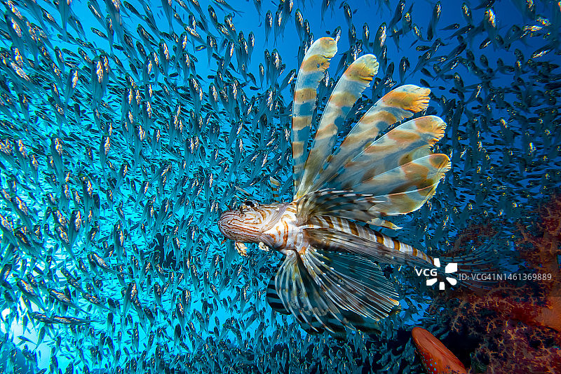 狮子鱼特写，在以色列埃拉特海中畅游图片素材