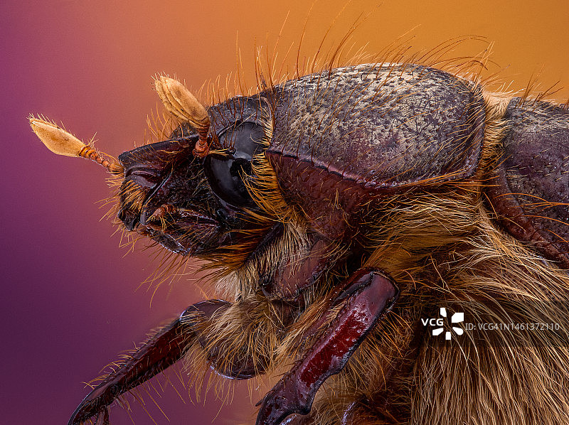 墨西哥墨西哥城树叶上的蜘蛛特写图片素材