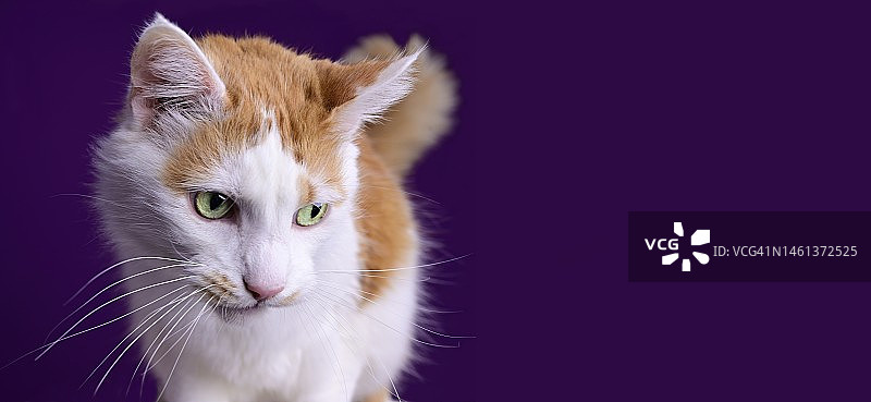 可爱的长毛猫肖像，在紫色背景下滑稽地移开视线，德国图片素材