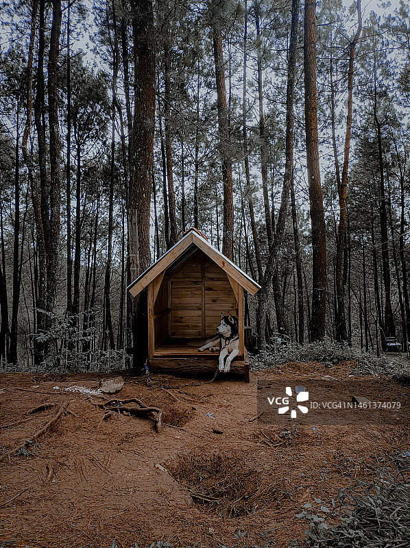 印度尼西亚加鲁特的森林树木景色图片素材