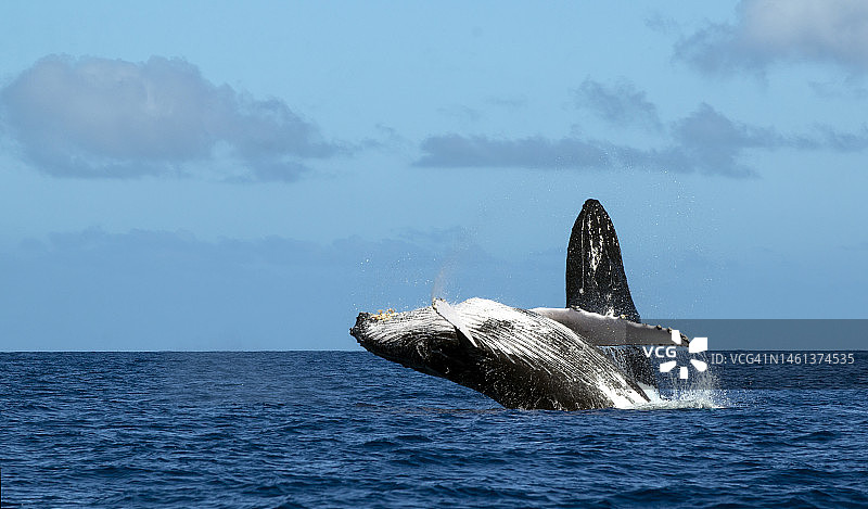 美国夏威夷毛伊岛，高角度拍摄的座头鲸图片素材