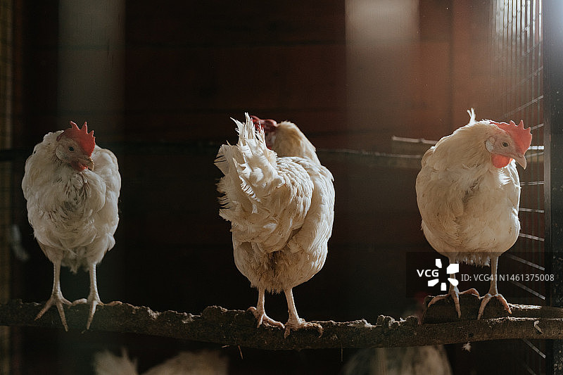 鸟类栖息在金属上特写，俄罗斯图片素材