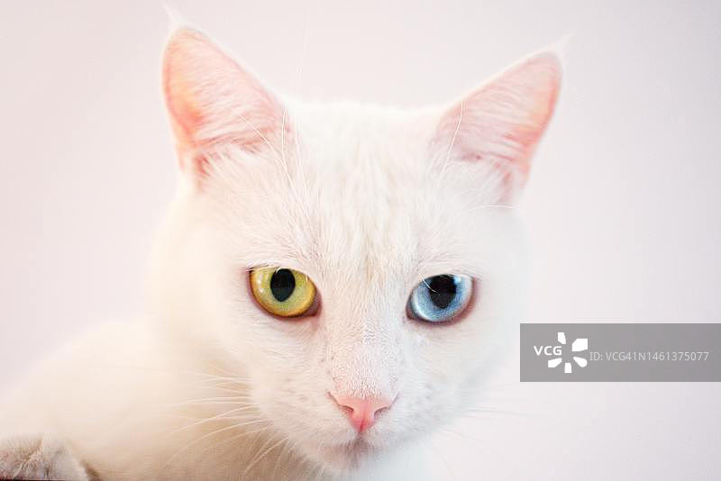 印度尼西亚，白色背景下的猫特写图片素材