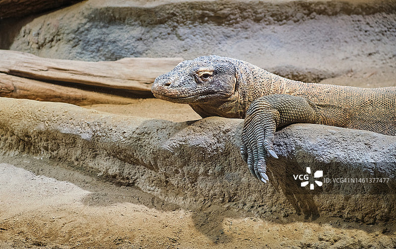 科莫多巨蜥岩石栖息特写图片素材