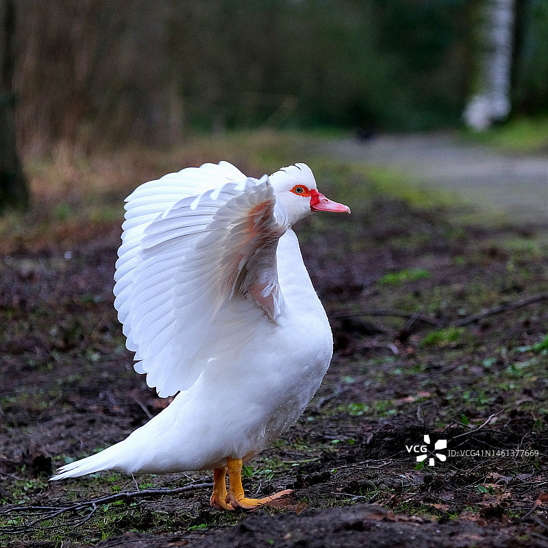 栖息在田野上的鸭子特写图片素材