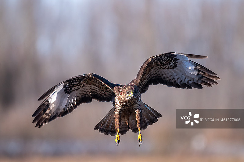 雄鹰飞翔于光秃树木间的特写，苏博蒂察，塞尔维亚图片素材