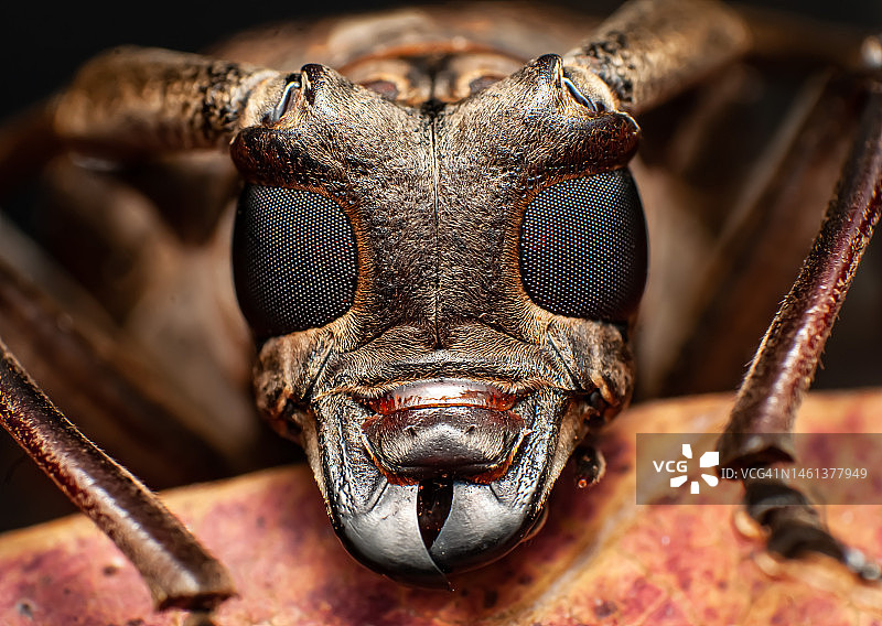 昆虫特写，菲律宾图片素材