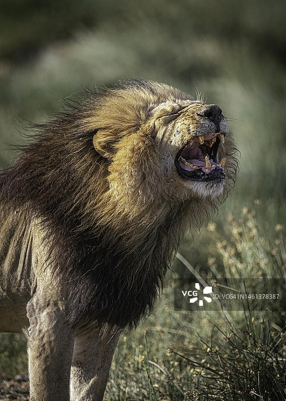 坦桑尼亚塞伦盖蒂原野上的猴子特写图片素材