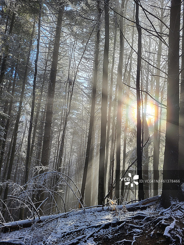 罗马尼亚莫耶丘德苏什冬季森林中的树木图片素材