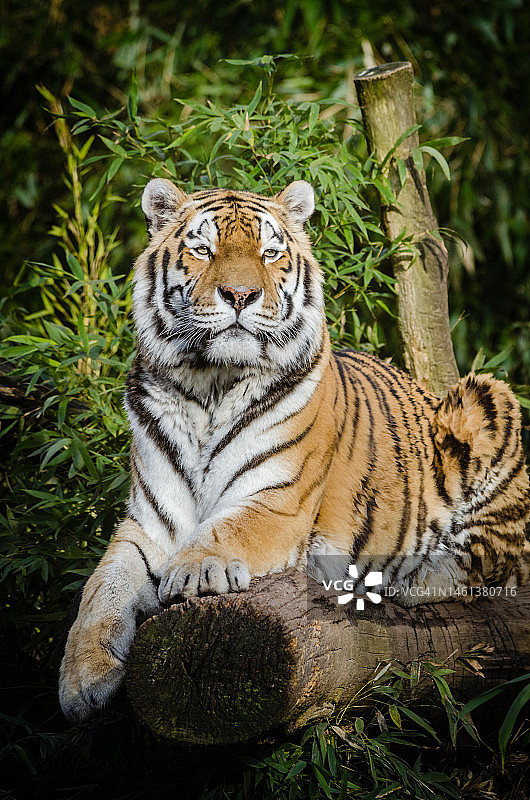 老虎坐在田野上的肖像，印度尼西亚图片素材