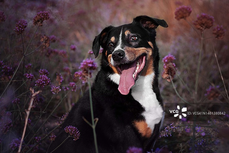 法国吐舌牧羊犬特写图片素材