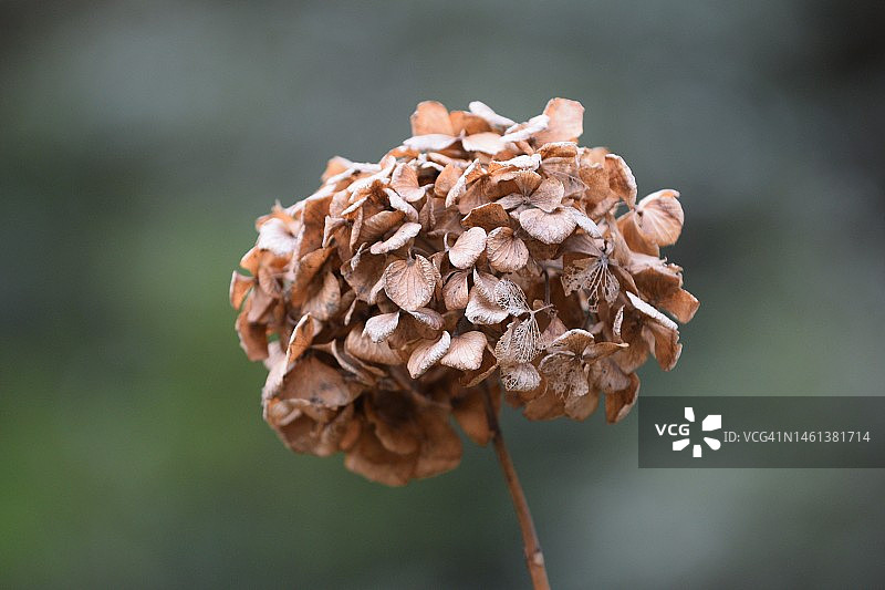 彦岛凋谢的花朵特写，日本图片素材