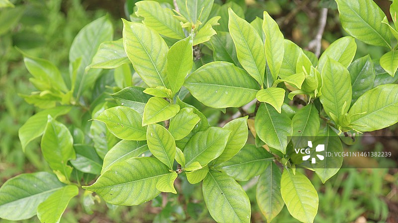 绿色树叶特写，印度尼西亚吉安雅图片素材
