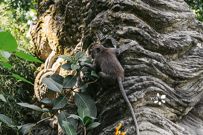 低角度视角：坐在树上的长尾叶猴，印度尼西亚图片素材