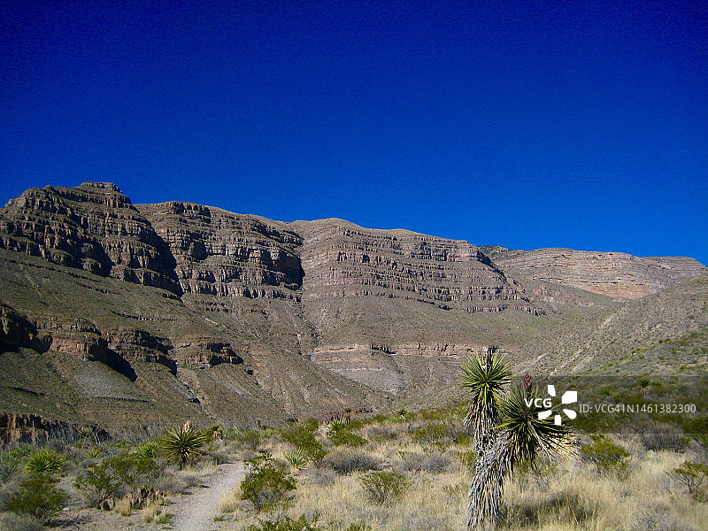 美国林肯国家森林：晴朗蓝天下的沙漠风光图片素材