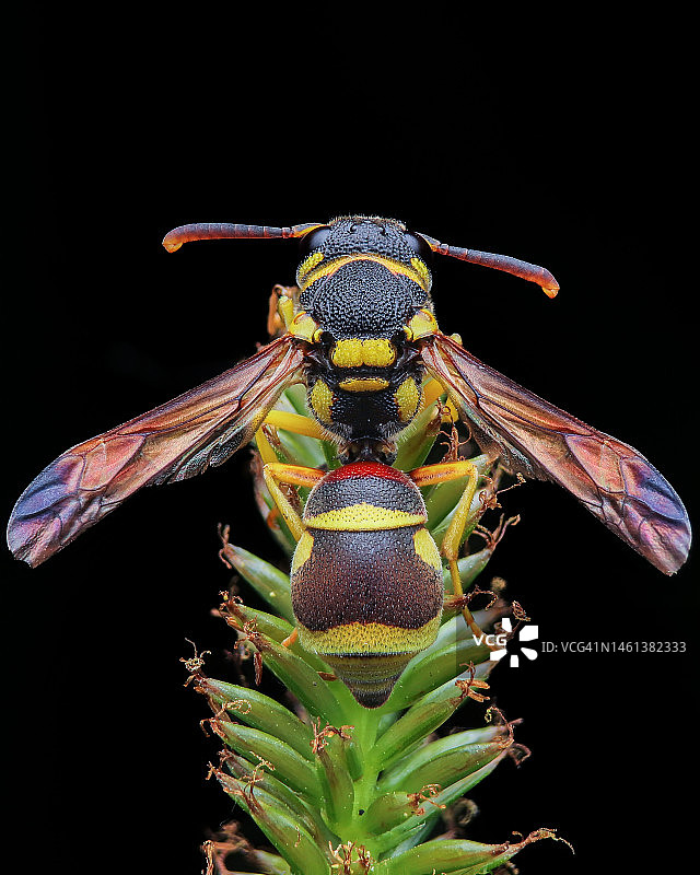 印度尼西亚蜾蠃背影图片素材