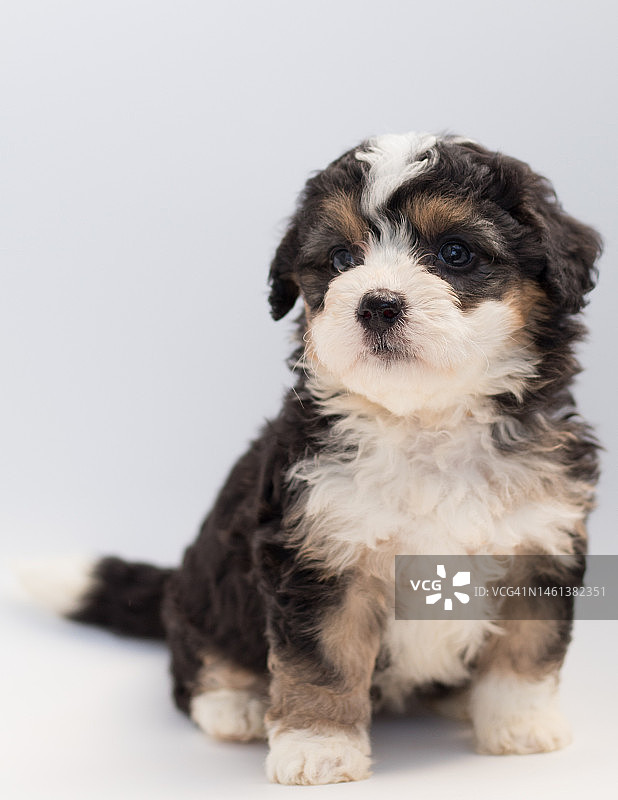 坐在白色背景上的可爱小狗肖像，印度尼西亚图片素材