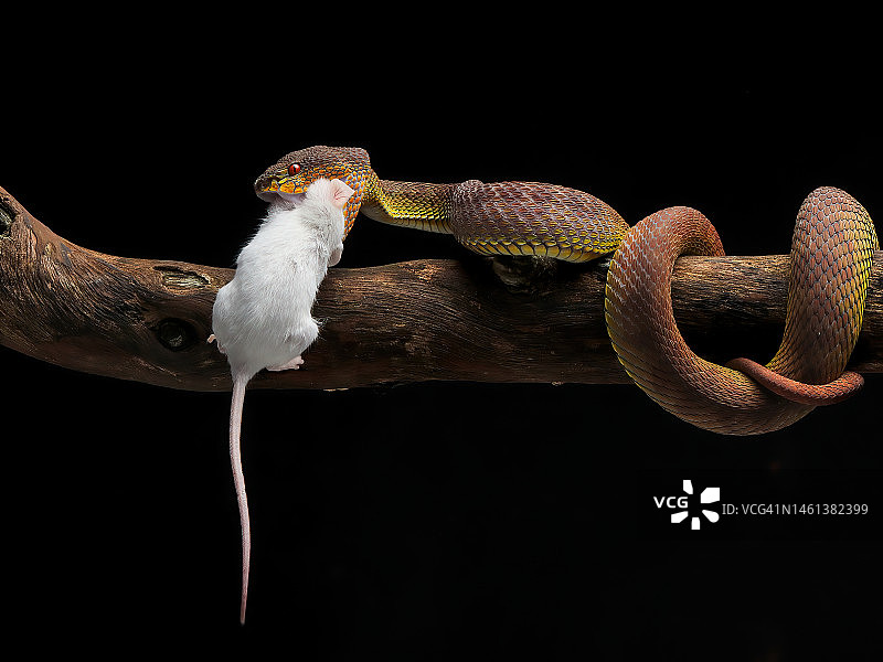 印度尼西亚：树枝上的蝰蛇特写，黑色背景图片素材