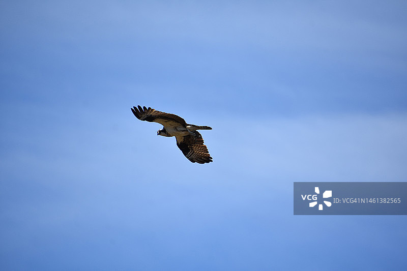 展翅飞翔的鹗，缅因州卡斯科湾，美国图片素材