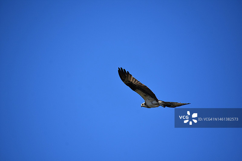 卡斯科湾美丽的飞翔鹗，美国缅因州卡斯科湾图片素材