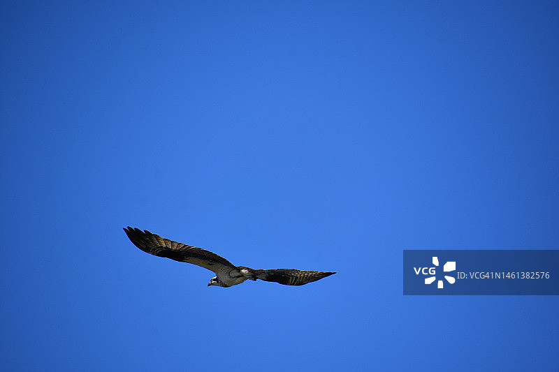 在美国缅因州卡斯科湾展翅翱翔的鹗图片素材