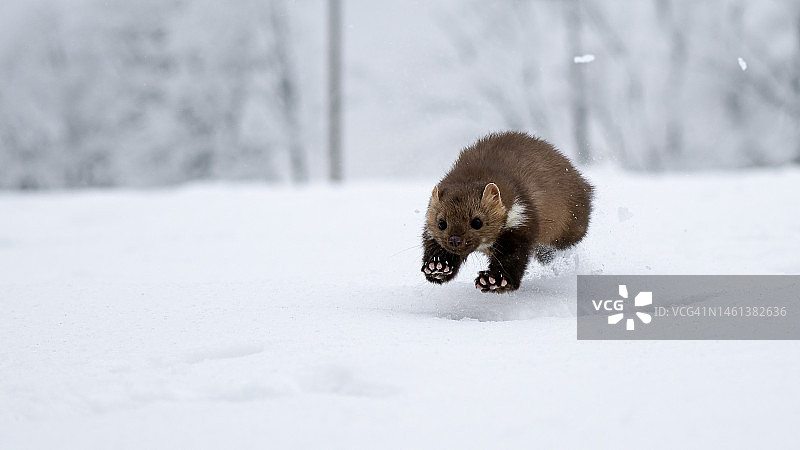 森林中的野生动物：欧洲松貂图片素材