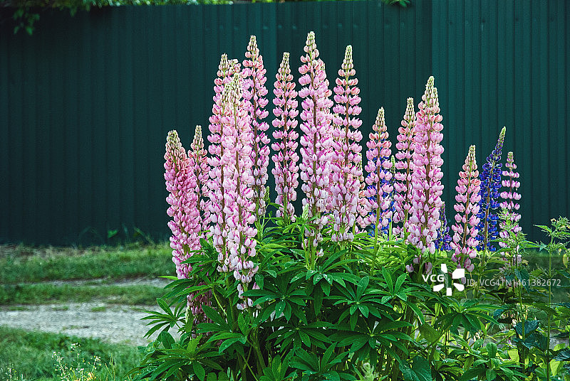 夏季盛开粉色花朵的羽扇豆，多叶羽扇豆，莫斯科，俄罗斯图片素材