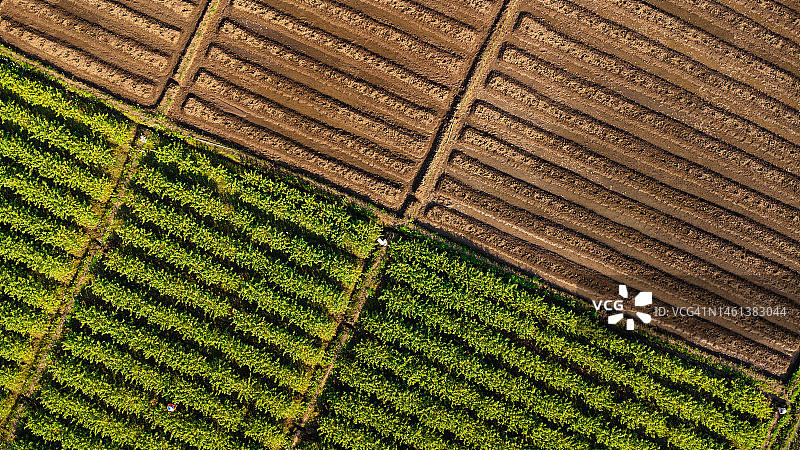 航拍泰国田野与农业景观图片素材