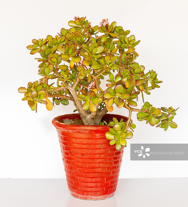白色背景红色花盆中的金钱树，巴基斯坦图片素材