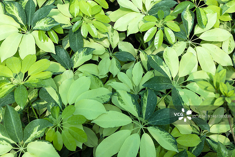 伞树，美丽斑驳的叶子，巴基斯坦图片素材