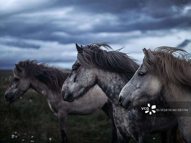 印度尼西亚，两匹马站在田野上，以天空为背景图片素材