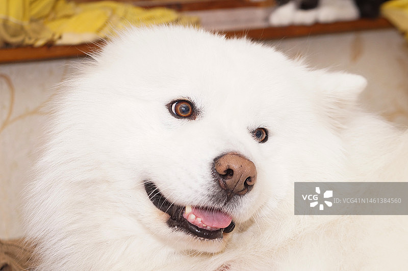 蓬松的宠物：白色萨摩耶犬肖像图片素材