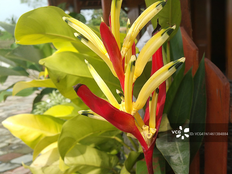 黄色开花植物的特写，位于印度尼西亚中爪哇省芝拉扎图片素材