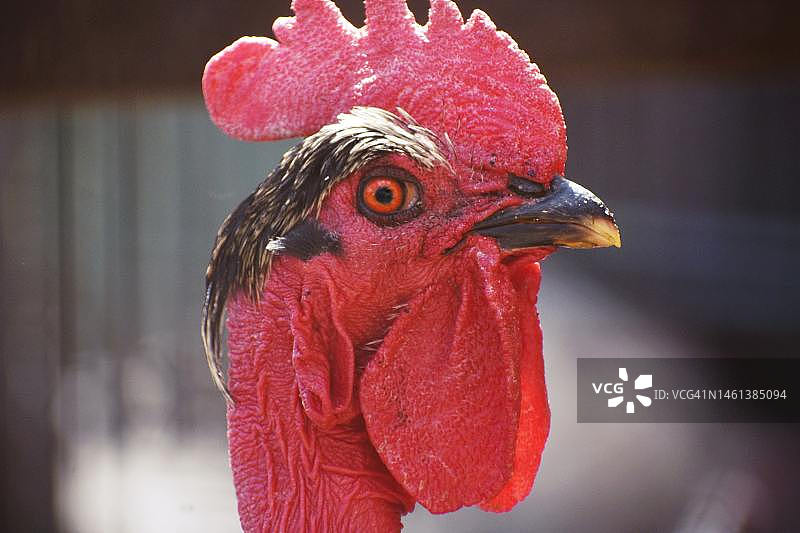 印度尼西亚的公鸡特写图片素材