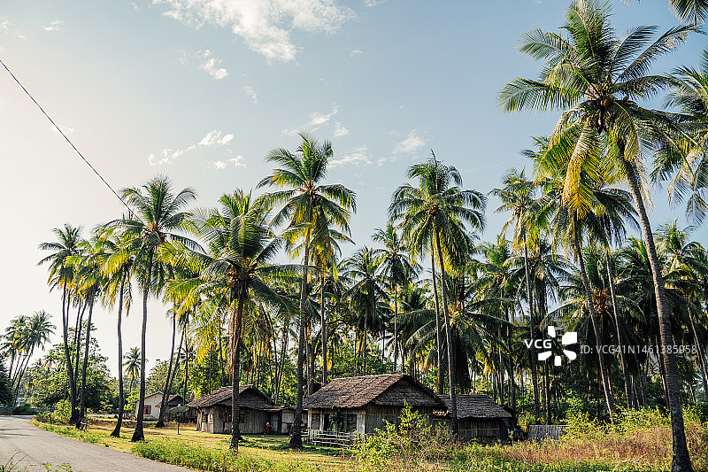 夏季热带丛林渔民房屋和棕榈树图片素材