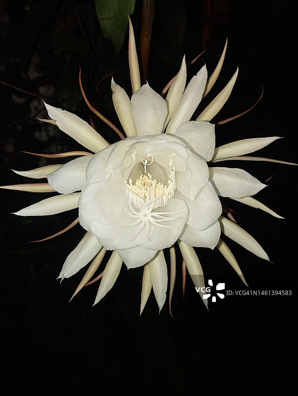 黑色背景下的白色花朵特写，印度尼西亚图片素材