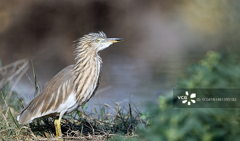 栖息在田野上的 squacco 鹭特写，巴基斯坦旁遮普省木尔坦图片素材