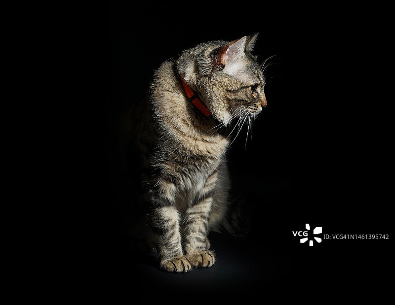 黑色背景下的猫咪特写，意大利米兰图片素材