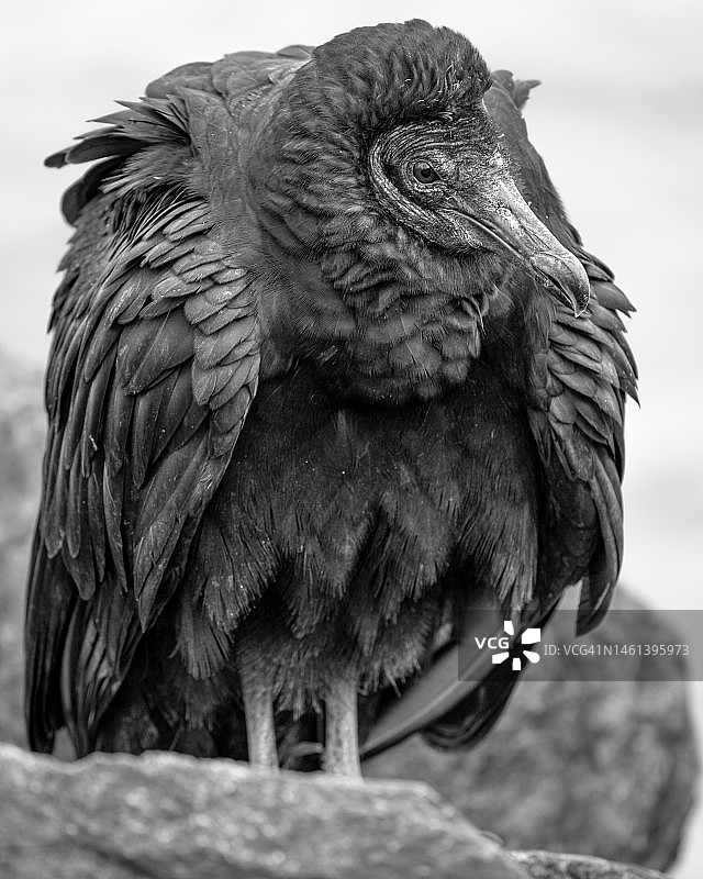 栖息在树枝上的老鹰特写，美国马里兰州达林顿图片素材