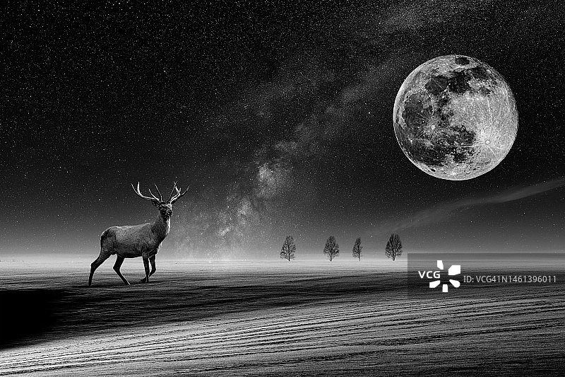 乌克兰冬季田野上星月背景下的雪地鹿图片素材