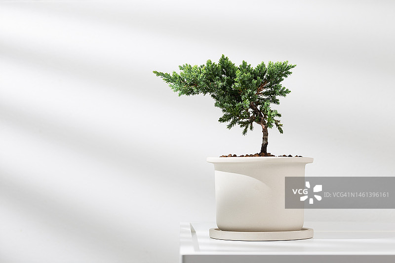 匍匐刺柏，泰国曼谷白色陶瓷盆栽图片素材