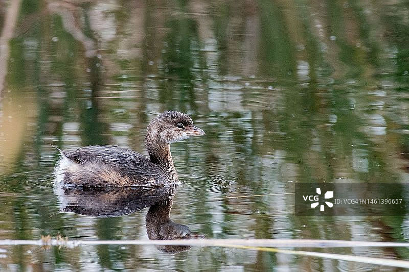 在美国斯特鲁克斯沟渠湖中游泳的幼鸭图片素材