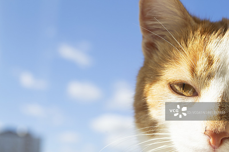 蓝天红猫banner图片素材