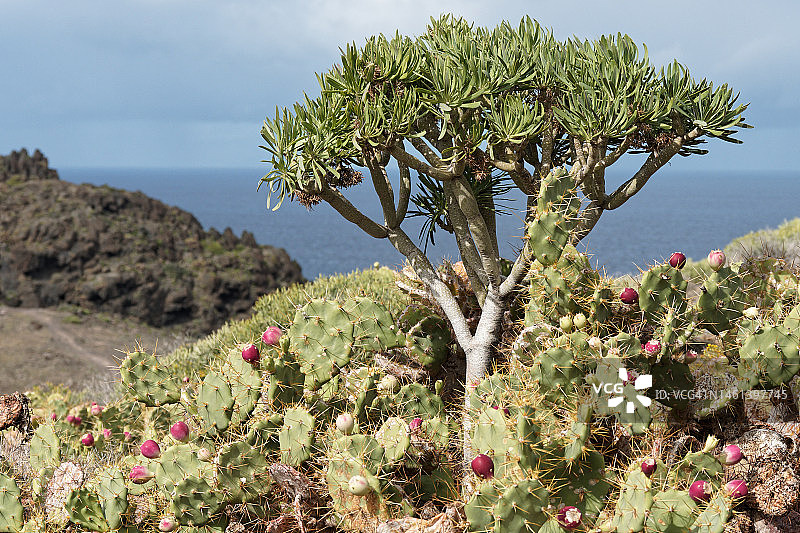西班牙拉斯帕尔马斯大加那利岛海边的开花植物特写图片素材