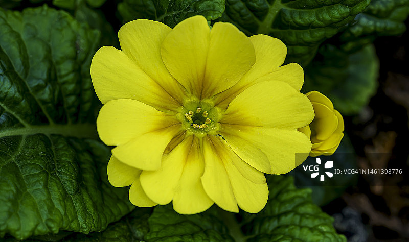 报春花，新季，2023年1月22日，土耳其图片素材