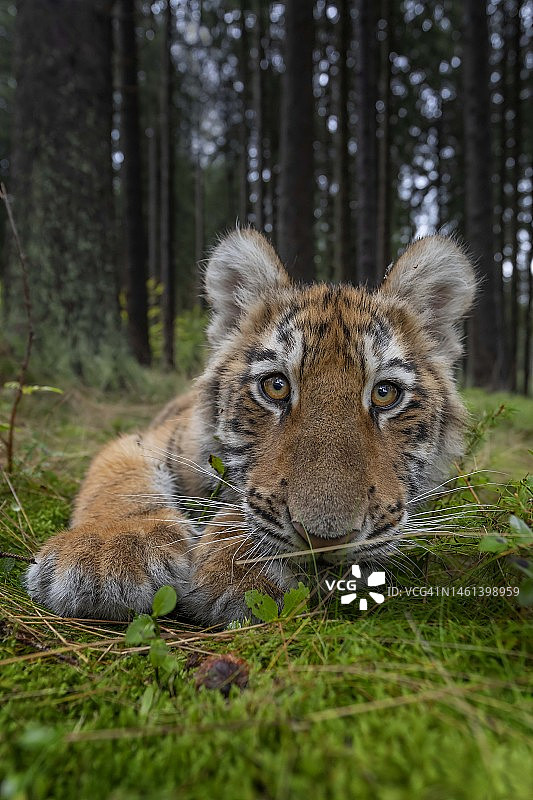 捷克，躺在田野上的狮子特写图片素材