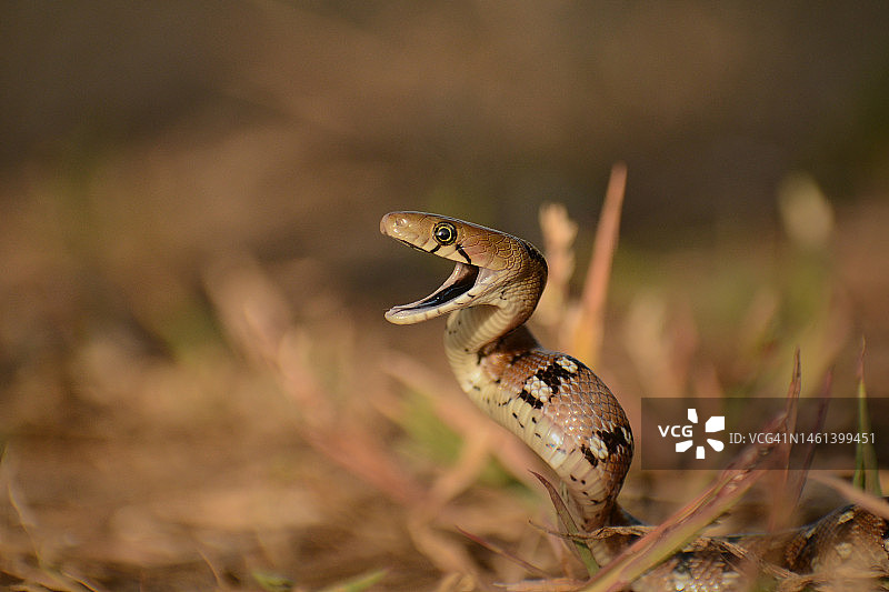 田野上的鼠蛇特写，印度马哈拉施特拉邦卡利扬图片素材