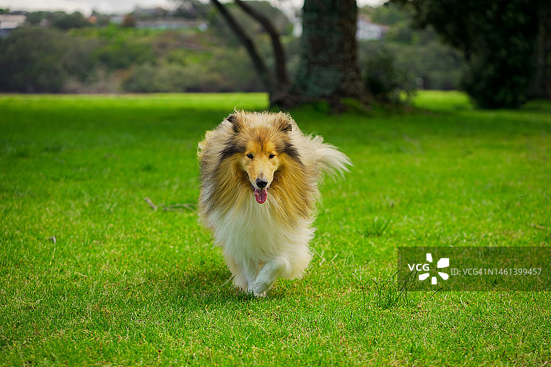 在草地上行走的粗糙牧羊犬图片素材