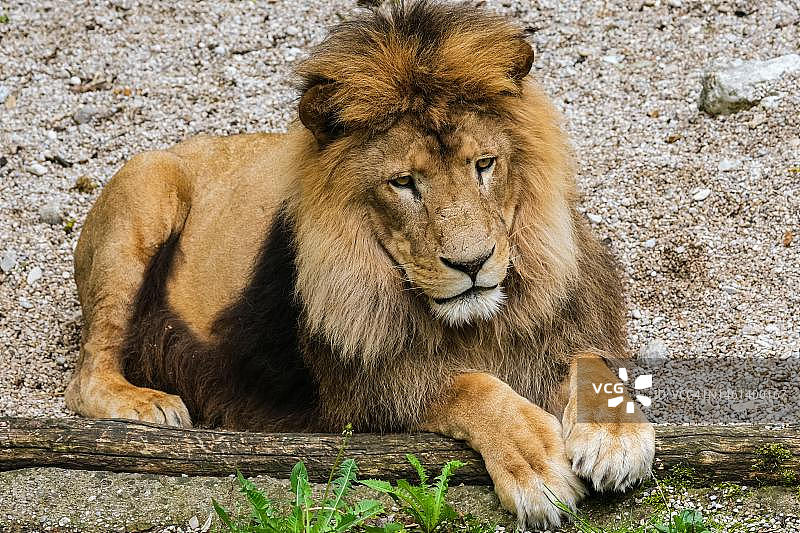 印度尼西亚草地上休息的狮子图片素材